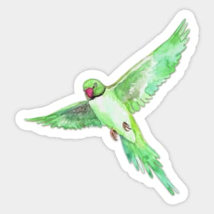 Indian Ringneck Parakeet Sticker